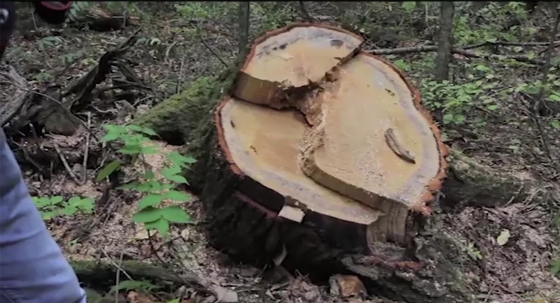 Lumber Liquidators Violates the Lacey Act Acoustic Guitar Handmade